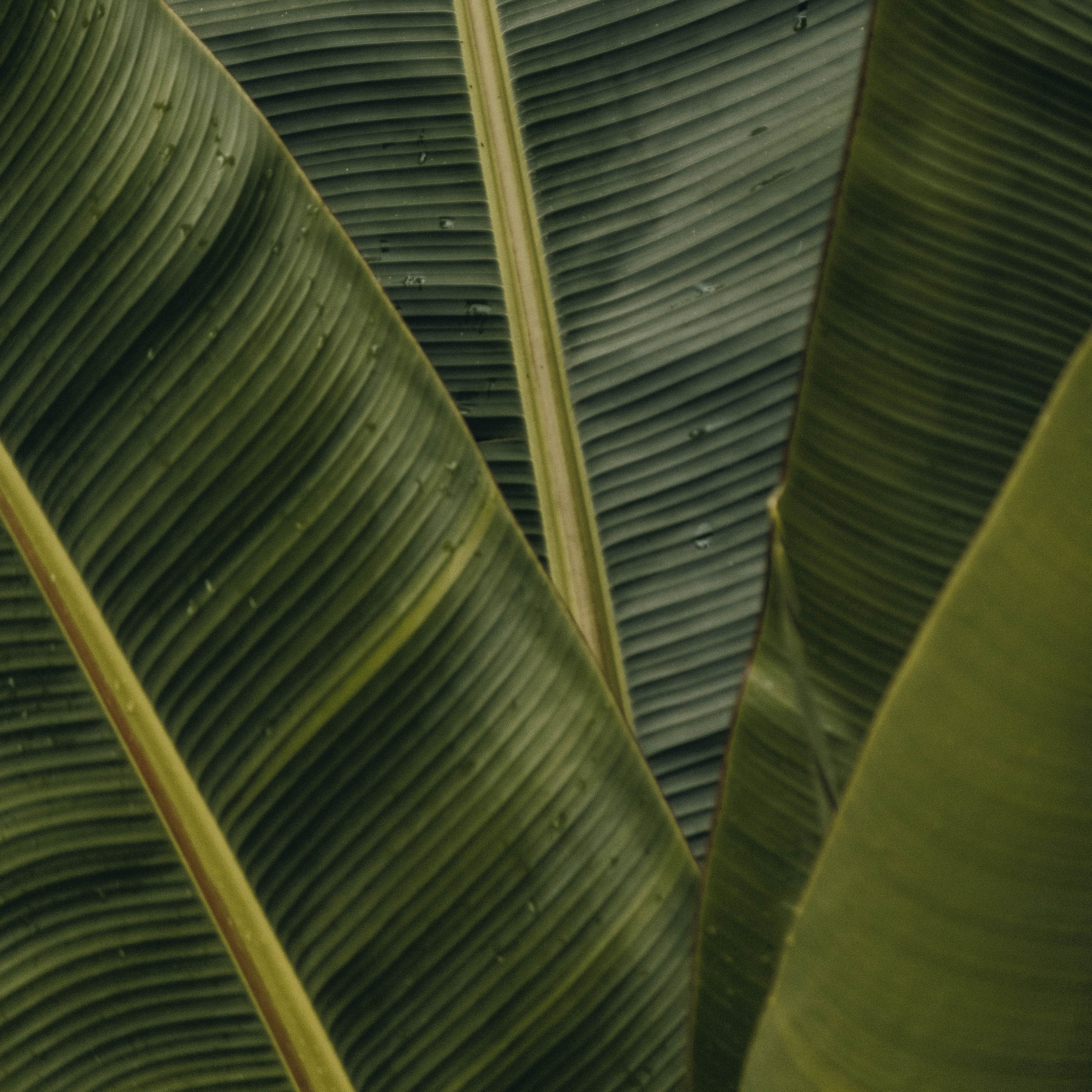 A closeup of banana leaves