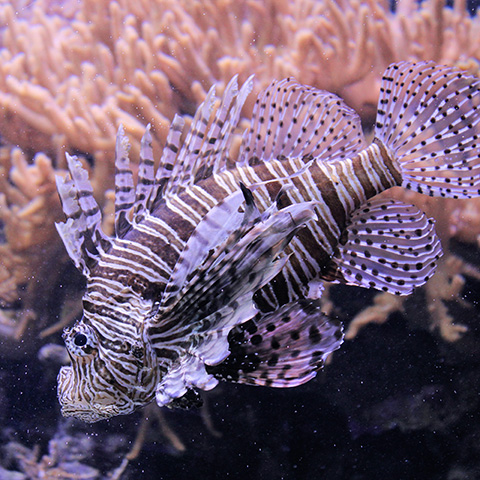 A red lionfish swimming among the corals in Maldives