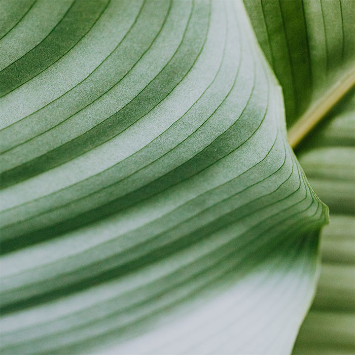 Close up image of a green leaf