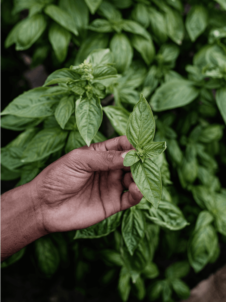 Hands planting in rich garden soil