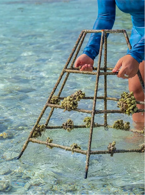 Person holds coral restoration frame.