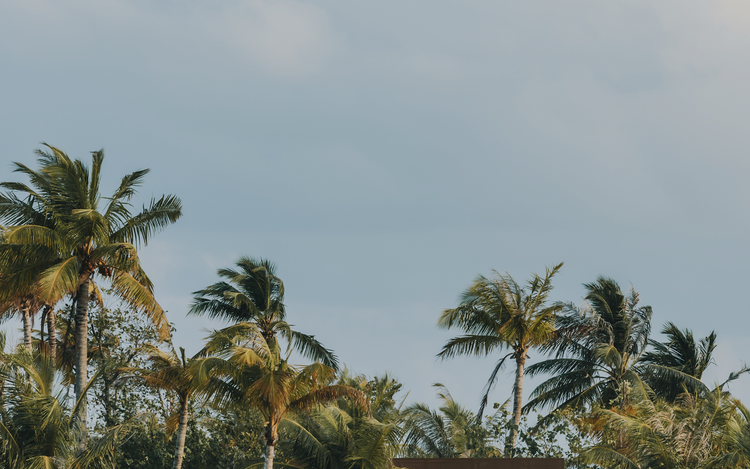 Palm trees sway beneath clear sky.