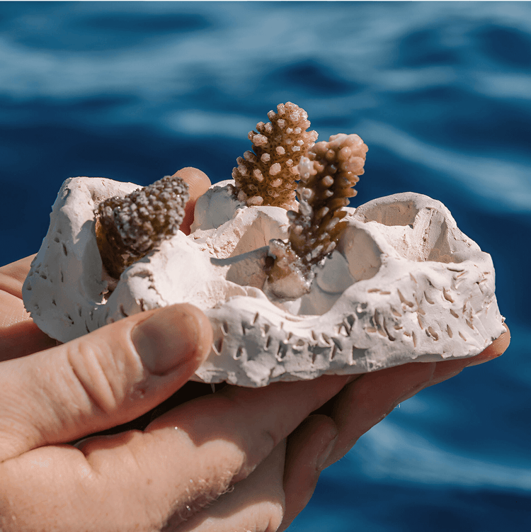 Hand holding coral in ceramic dish