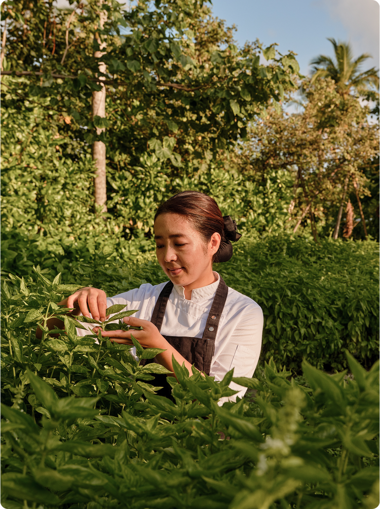在郁郁葱葱的花园里采摘叶子。