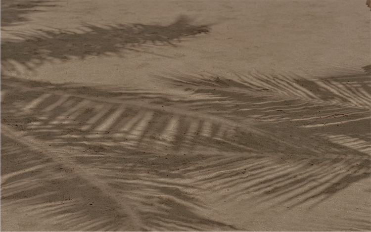 Palm shadows stretch across sandy surface.