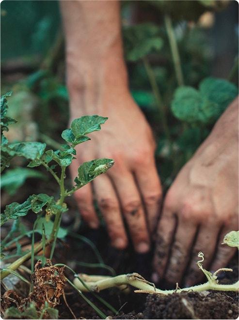 Hands tend soil in healing garden.