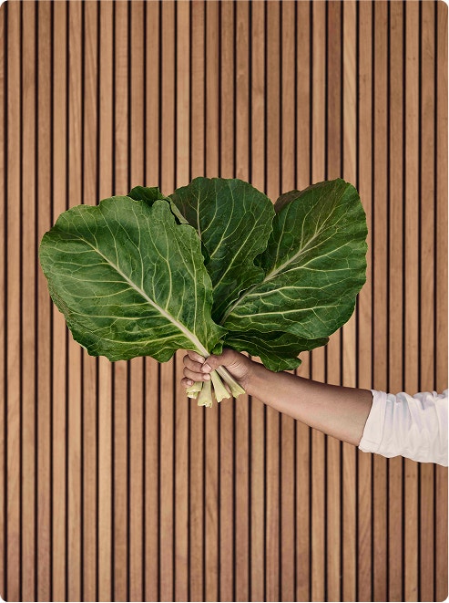 Hand holds fresh leafy green harvest.