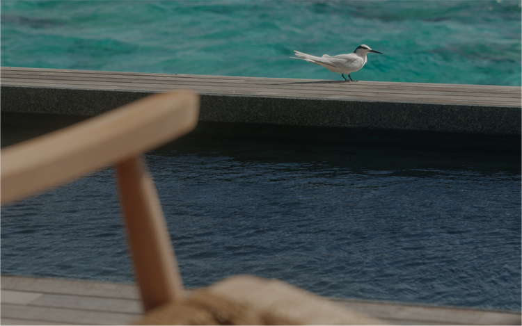 Coastal bird pauses by serene poolside.