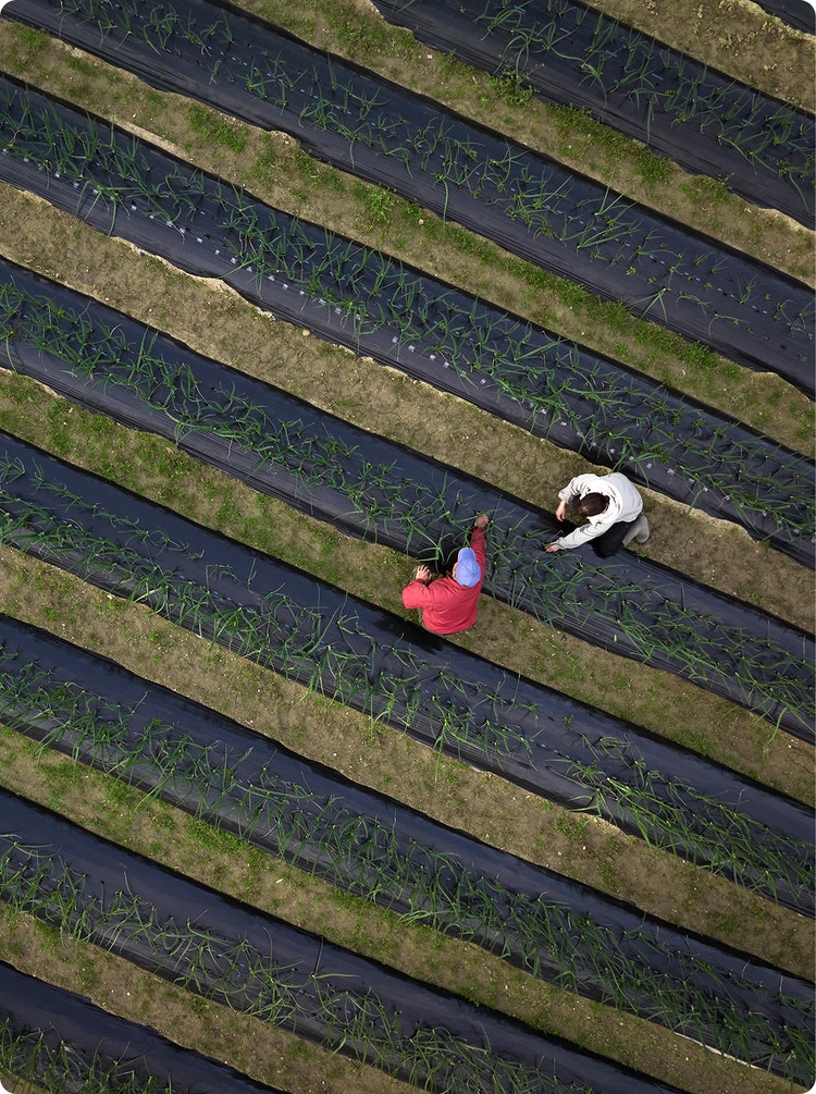 A view of Patina Osaka farm