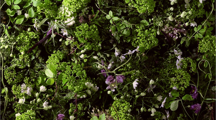 Green herbs with white and purple flowers.
