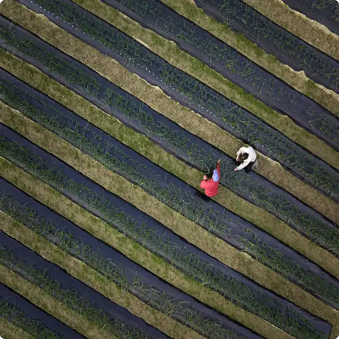 Two people walk through crop rows