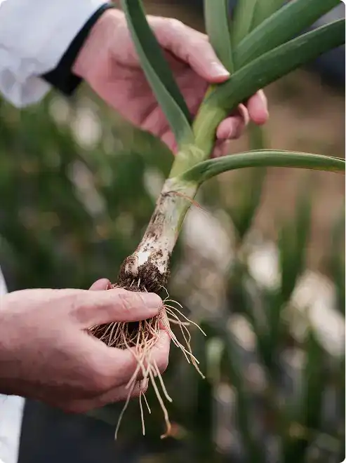 Hands holding freshly picked scallion