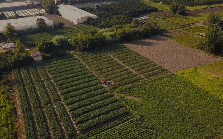 Aerial view of lush cultivated landscape.